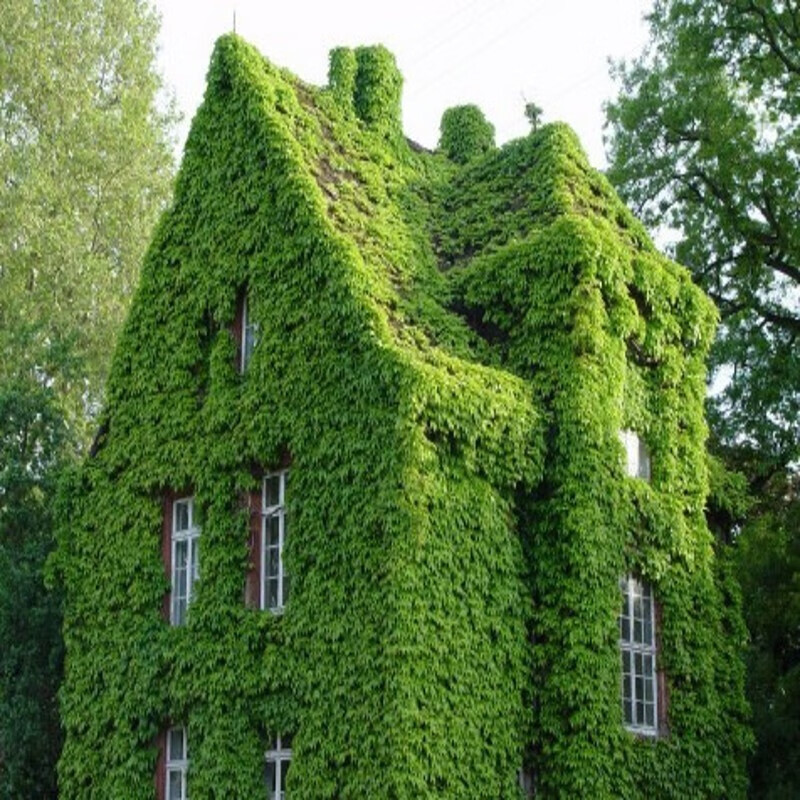 地锦绿植花卉树苗攀援爬藤植物庭院阳台别墅公园绿化苗木爬山虎种子 2