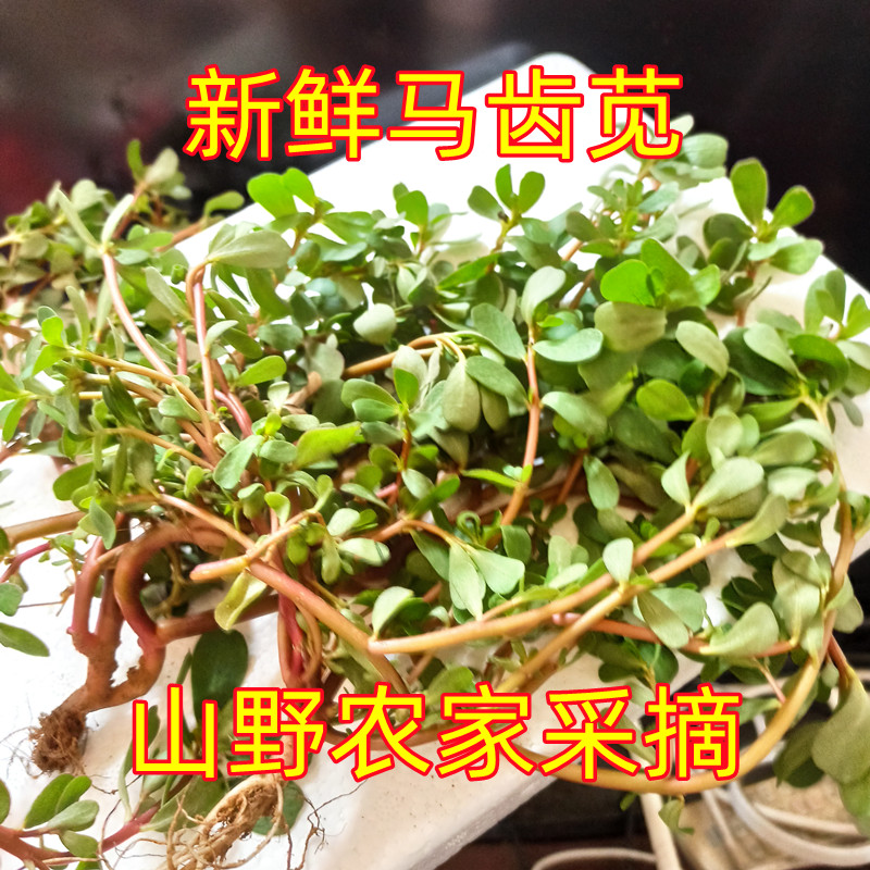馬齒莧菜新鮮野生馬莧菜長壽菜野菜馬蜂菜五行蔬菜發(fā)應季 1000g