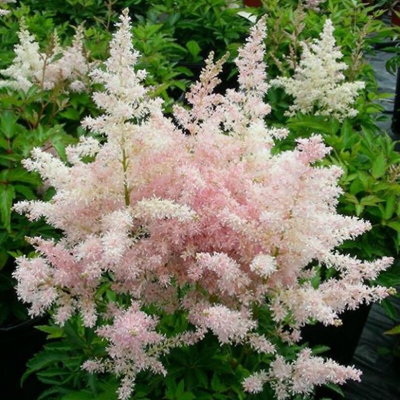 左家花园 切花盆栽落新妇种球带芽裸根苗 多年生球根花苗阳台花卉耐阴宿根 欧罗巴 2-3芽 成熟株高约45-60cm 其他