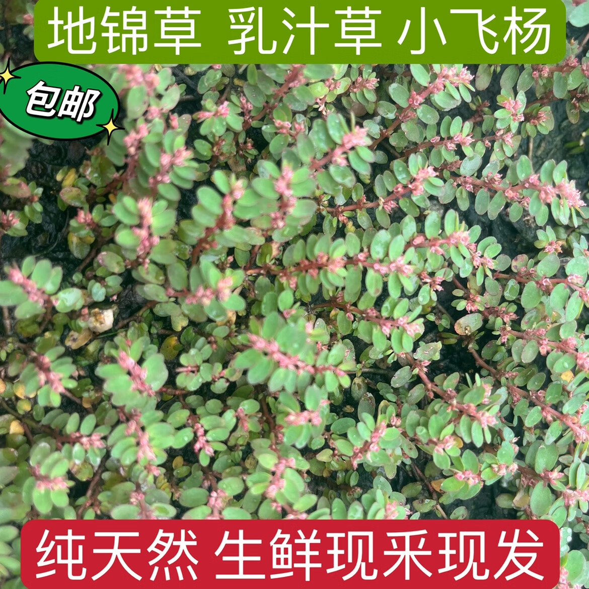 天然新鲜地锦草 奶浆草 小飞杨草 铺地红 血见愁 愁奶汁250g 100g生鲜