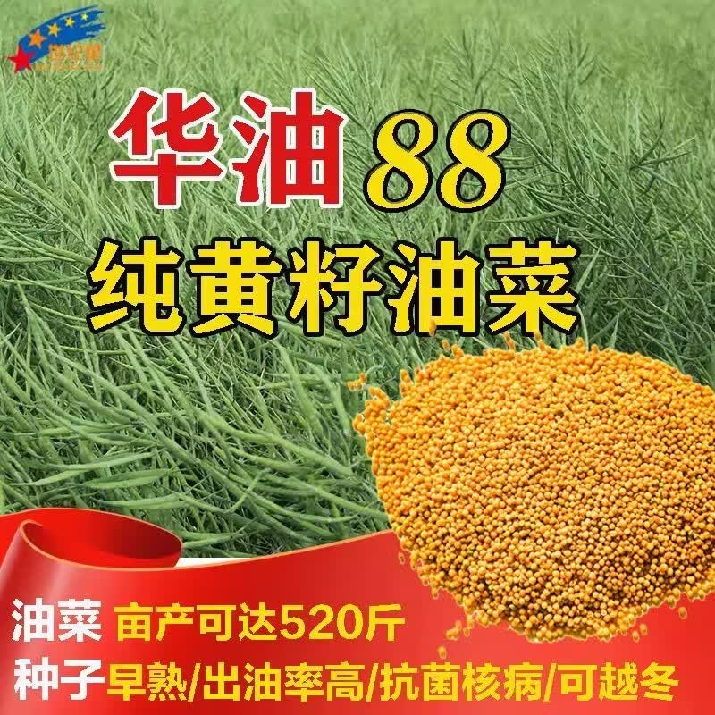 高产油菜杂交种籽子华油88油菜种子籽原装正规厂家矮杆耐寒旱 华油88油菜种 3袋使用感如何?