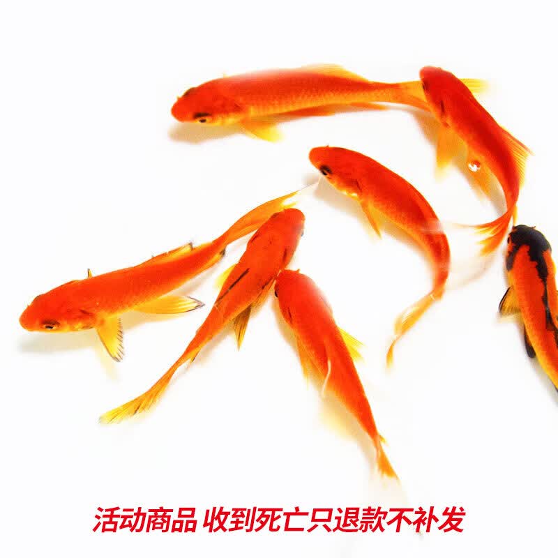 易萌金鱼活体淡水观赏鱼锦鲤活鱼鱼活体草金鱼好养耐活兰寿宠物活体鱼 草金3-5cm 5只高性价比高么？