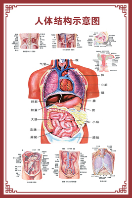 人体骨骼图挂器官内脏结构海报脊柱解肌肉分布解剖挂画(注意:详情看