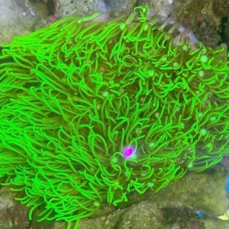 完美驾日荧光绿草皮珊瑚北海绿草皮日本草皮lps软体人工草皮珊瑚生物