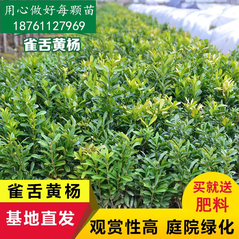 树苗 四季常绿庭院绿化植物 绿篱树种 雀舌黄杨一件100棵20-30厘米 不