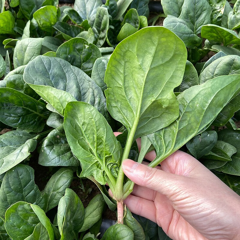 家庭种植蔬菜种子孑籽大全四季播种阳台盆栽农家小菜园有机 四季菠菜