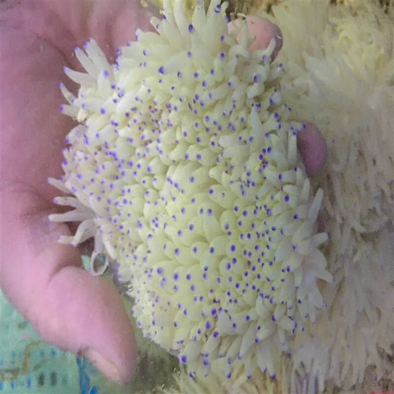 贝拉缘紫点白黄奶嘴海葵珊瑚小丑鱼共生葵它水族宠物水母宠物水生小