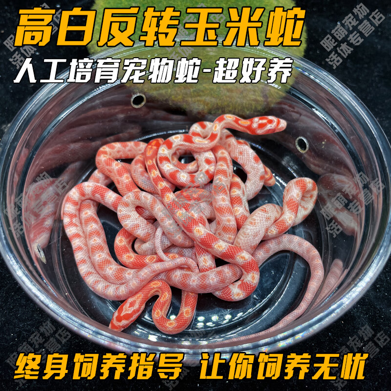 smvp玉米蛇活物真蛇宠物蛇爬宠幼体翠青异宠宠物白化蛇宠无毒金边 高