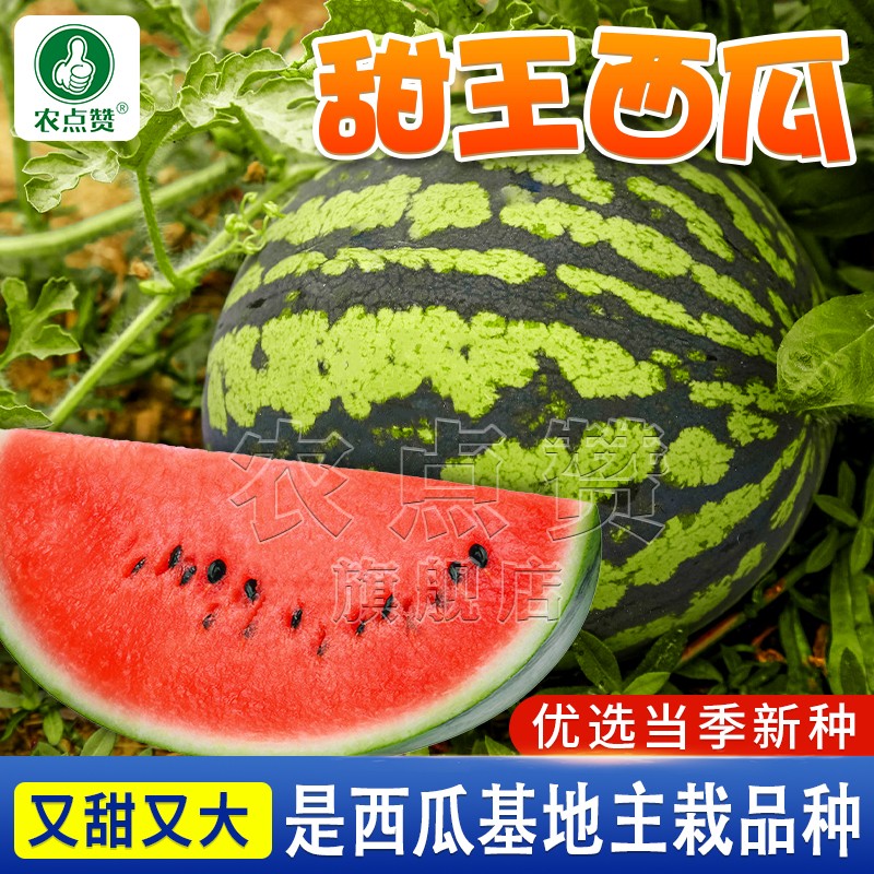 种子早熟籽种大全四季麒麟西瓜种籽大全 甜王西瓜/超甜型/50粒×2袋