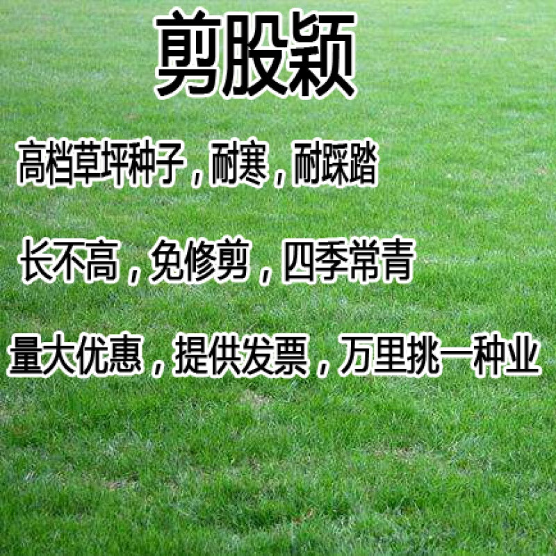股颖种草坪草种高尔夫球场别墅庭院绿化草籽好客花乡 进口剪股颖半斤