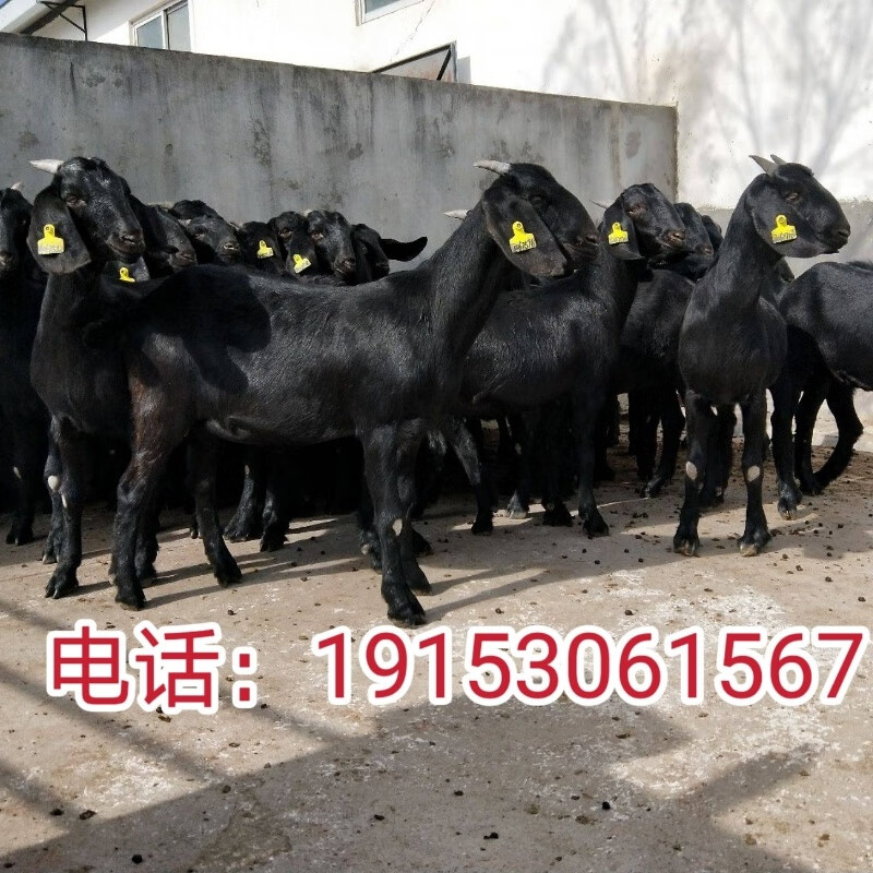 纯种努比亚黑山羊小羊活苗努比亚黑山羊种公羊种羊活羊养殖技术