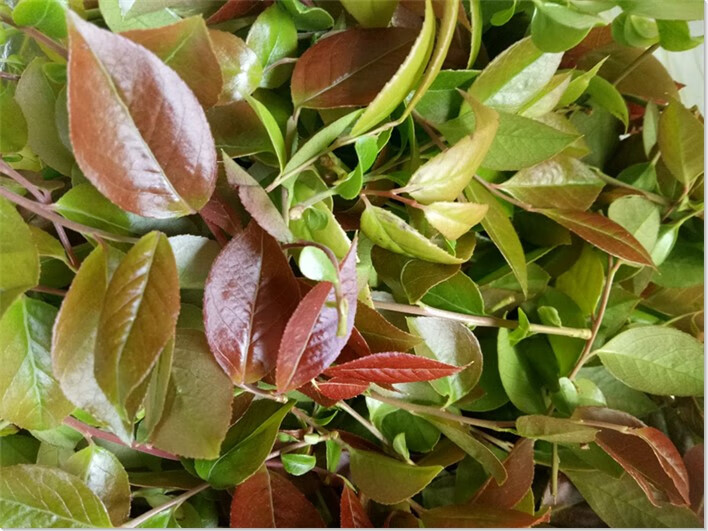 晗畅乌饭叶子树南烛树土蓝莓树乌饭树苗 不含盆 乌饭叶子新鲜500克