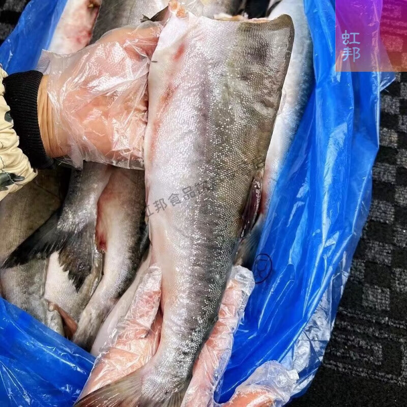 iosn大马哈鱼黑龙江特产抚远洄游新鲜速冻马哈东北整条冷冻大鱼淡水鱼