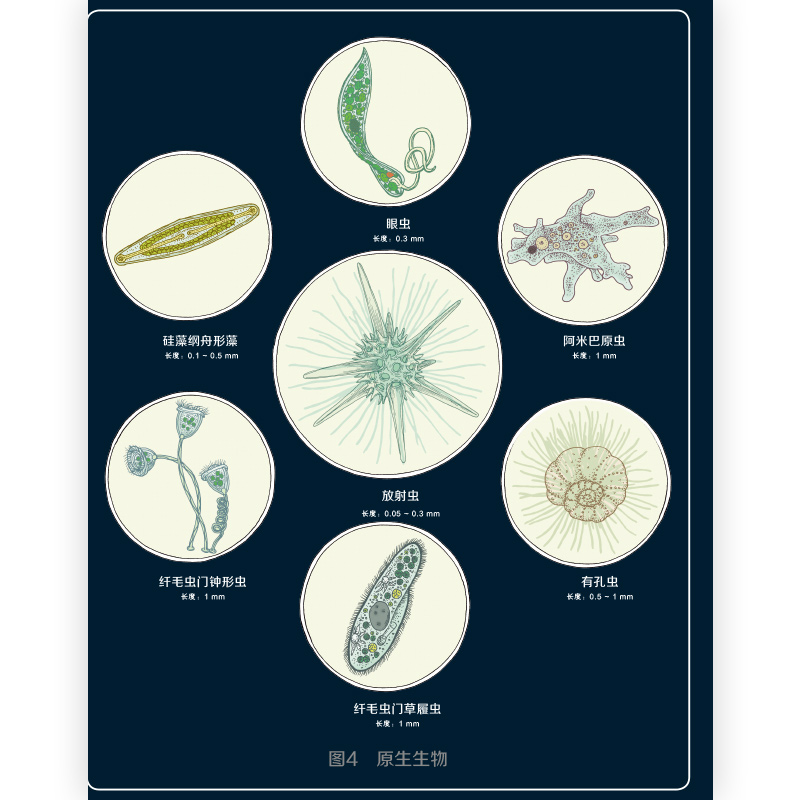 后浪正版 微观世界 谜一样的小生命 彩色插图100种微型生物儿童科普
