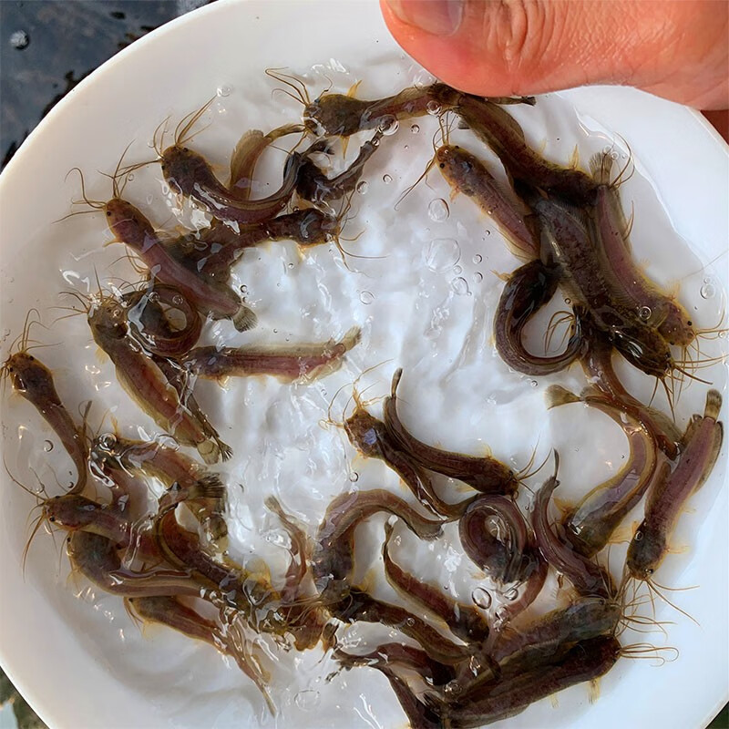大脸兔本地塘鲺鱼活体胡子鲶鱼 淡水塘角鱼 活体养殖 8-10厘米50条