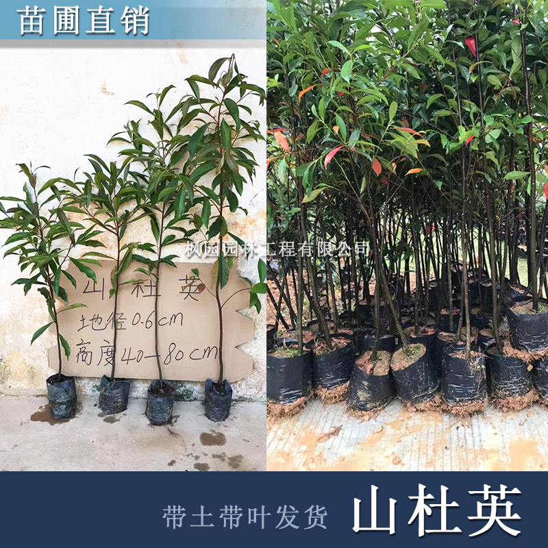 花姬山杜英树苗杜英苗山地复绿造林名贵苗木海南树苗沉香金丝楠