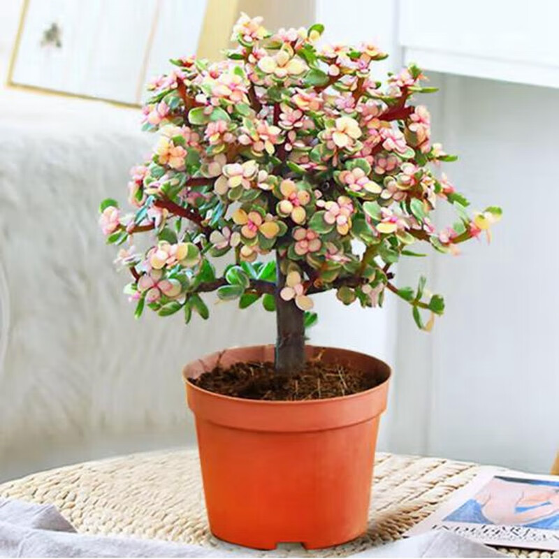 御春阁大叶玉树盆栽阳台室内绿植办公室花卉多肉植物燕子掌金枝玉叶