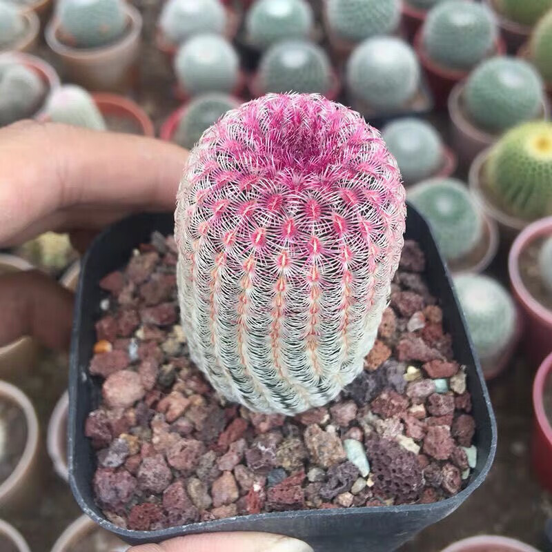 刘不丁实生红太阳仙人球创意多肉植物小盆栽办公室进口桌面绿植花卉