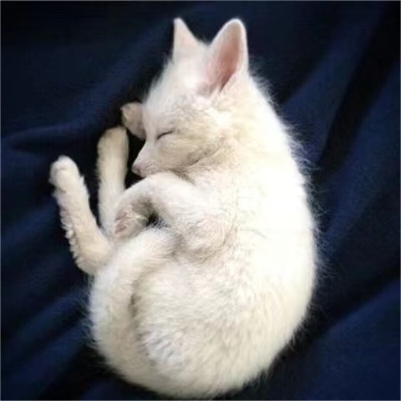 爱潮鸟全款包活狐狸宠物活体白狐冰岛狐小狐狸幼崽活体网红家 雪狐