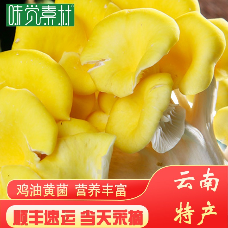 味觉素材 云南新鲜鸡油黄菌云南榆黄菇人工食用菌火锅