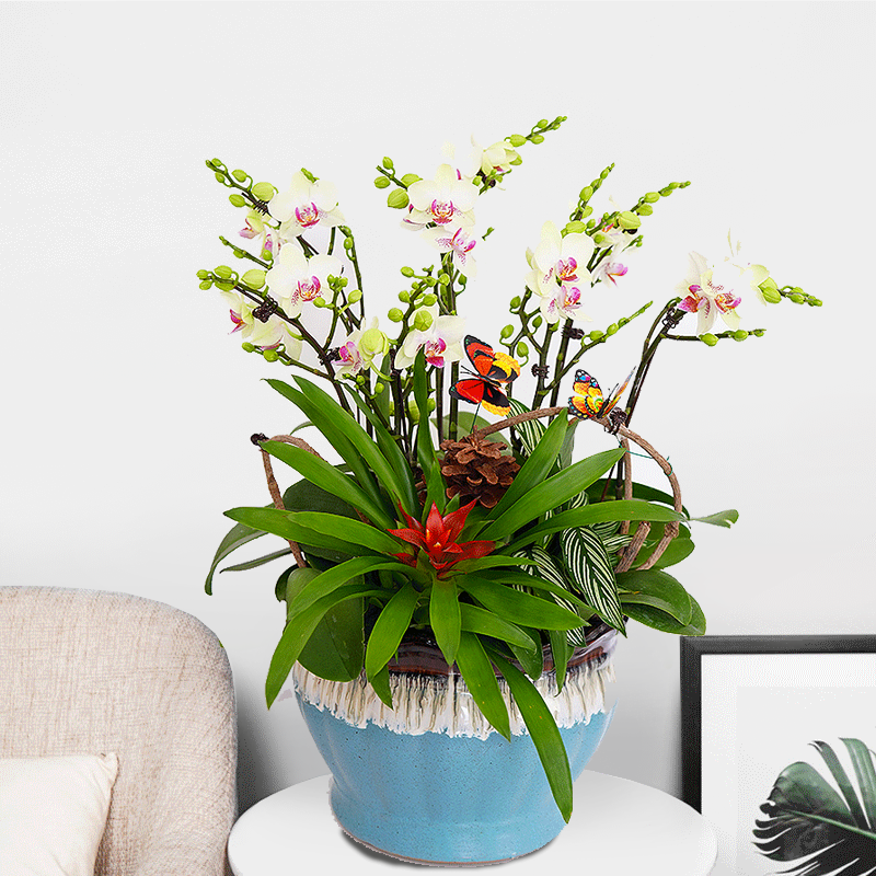 花室内精品兰花真花开业贺寿高档礼品送领导年宵花卉 招财进宝-蝴蝶兰