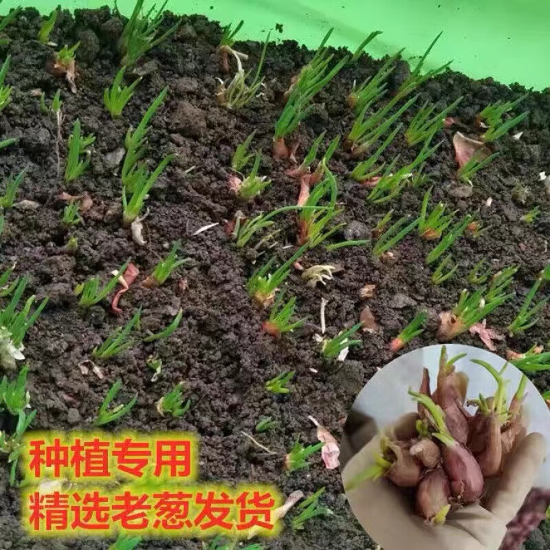 细辛四季小葱头子苗小香葱黄葱头种植阳台盆栽葱苗蔬菜分葱红葱头1斤