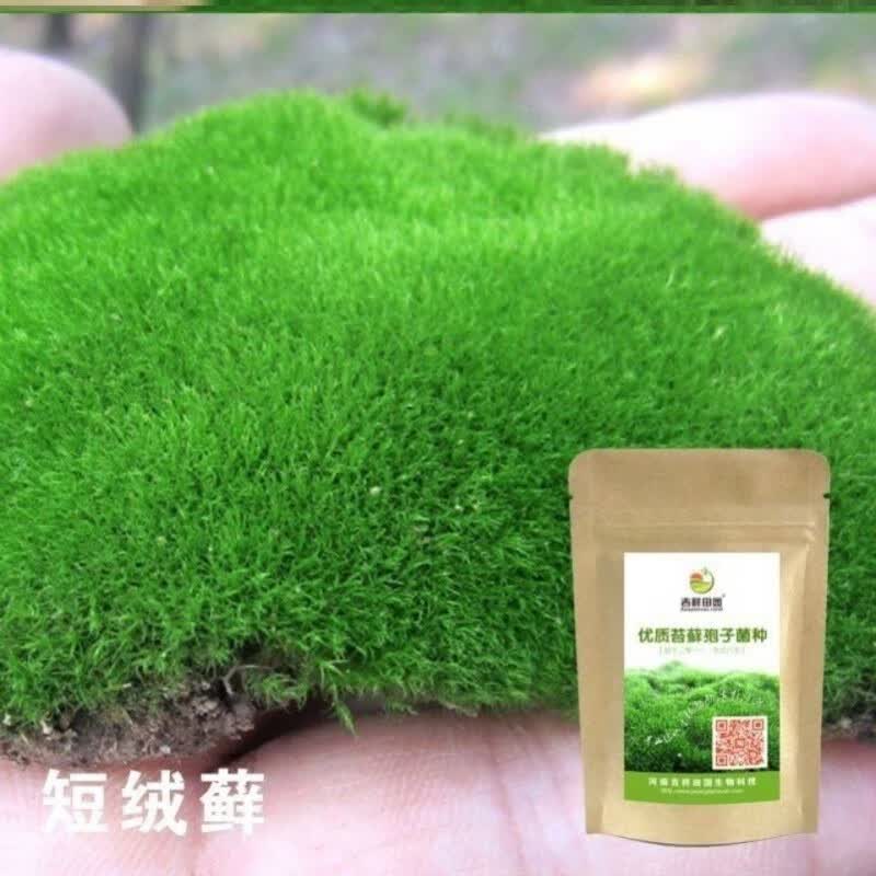 朵芮蜜苔藓孢子粉种子粉耐晒青苔吸水石假山上水植物附石草花盆铺面