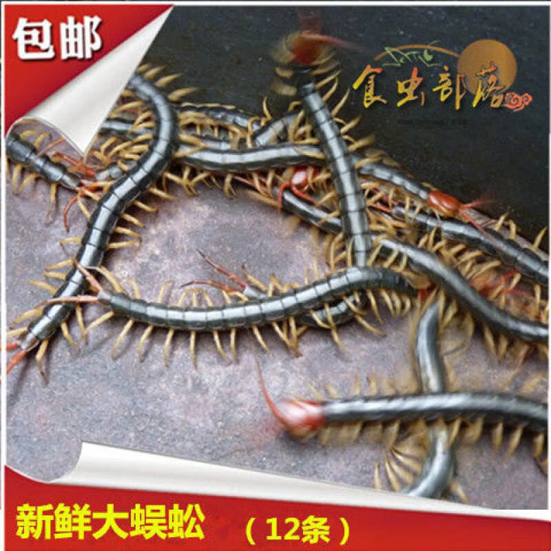 新鲜蜈蚣生鲜冷冻发货油炸虫子大蜈蚣烧烤食虫部落12只 55g