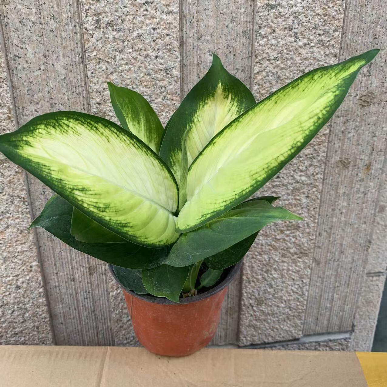 观叶植物室内办公室水培花卉绿植 玛丽安1颗 含盆