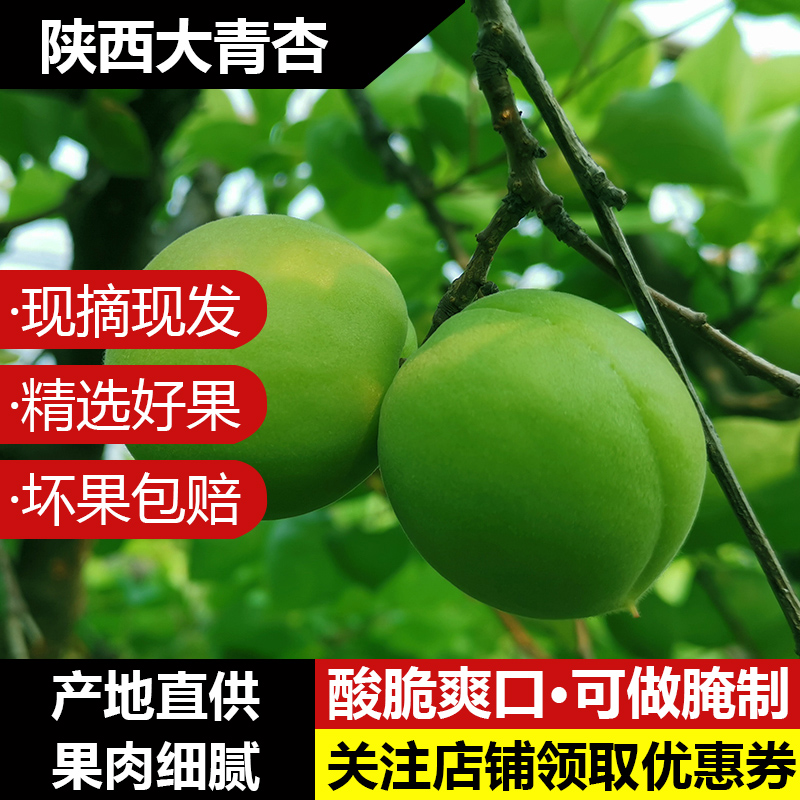 陕西青杏当季现货现摘农家杏子孕妇水果绿杏新鲜时令鲜果酸杏 500g