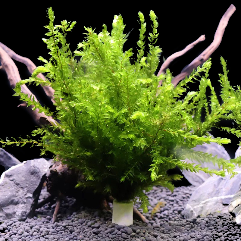 活体摩丝真水草沉木莫丝鱼缸水族箱造景装饰 网红翡翠莫斯(大颗装)1株