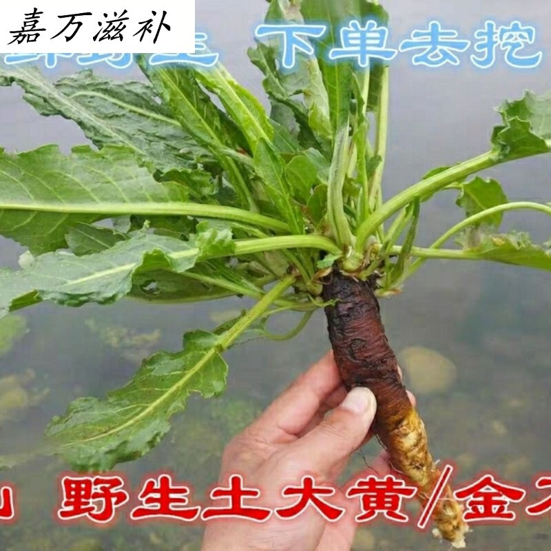 秦岭土大黄 菠菜 新鲜血三七 洋铁叶子根 牛西西羊蹄根牛舌草 500克