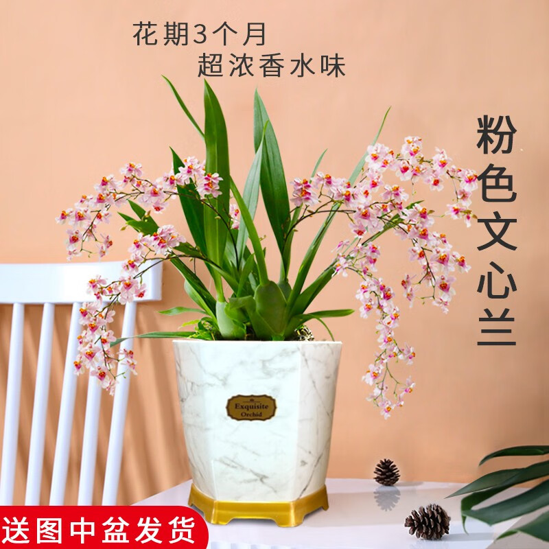 劉閣蘭花4色香水文心兰带超多花苞出售 梦香兰花苗好养花卉绿植室内