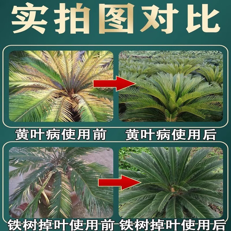 铁树专用肥料硫酸亚铁防叶子发黄营养液喜酸植物花卉盆栽通用型 【铁树专用肥】5瓶