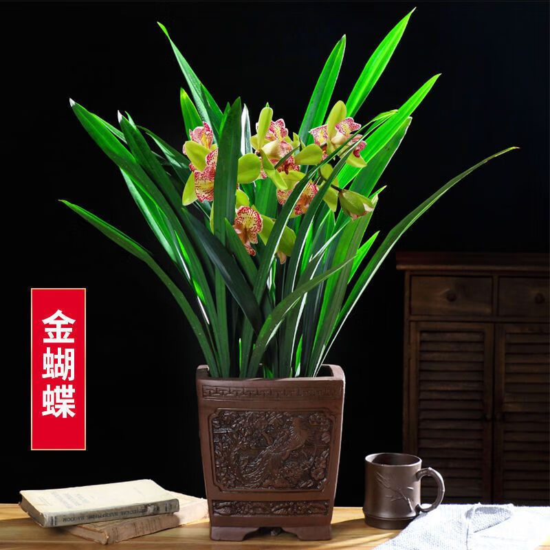 浓香型兰花苗盆栽大花蕙兰建兰花卉盆栽室内绿植物庭院四季开花 金蝴蝶21 (5苗送肥料+生根粉)当年开花 京东折扣/优惠券