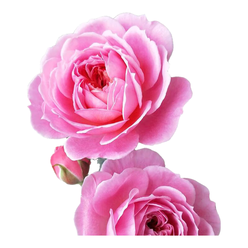 ������   ͥԺ���������¼�7����ѡ ������