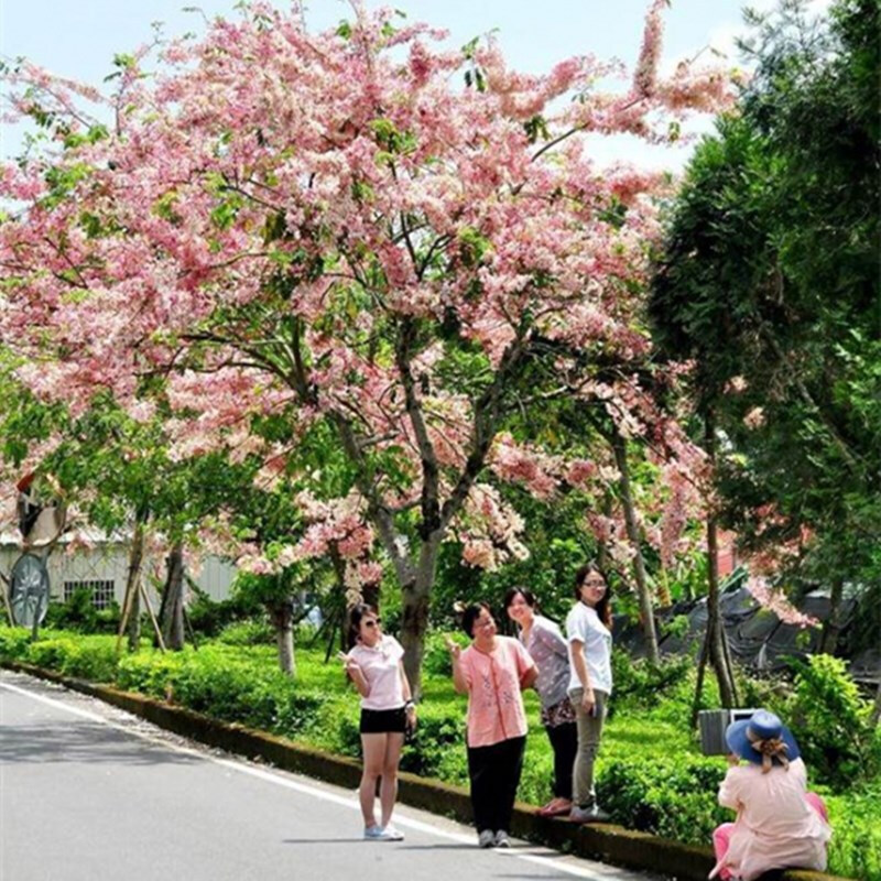 元冬粉花山扁豆种子 红花腊肠树 黄花花旗木树种子 泰国樱花树种子