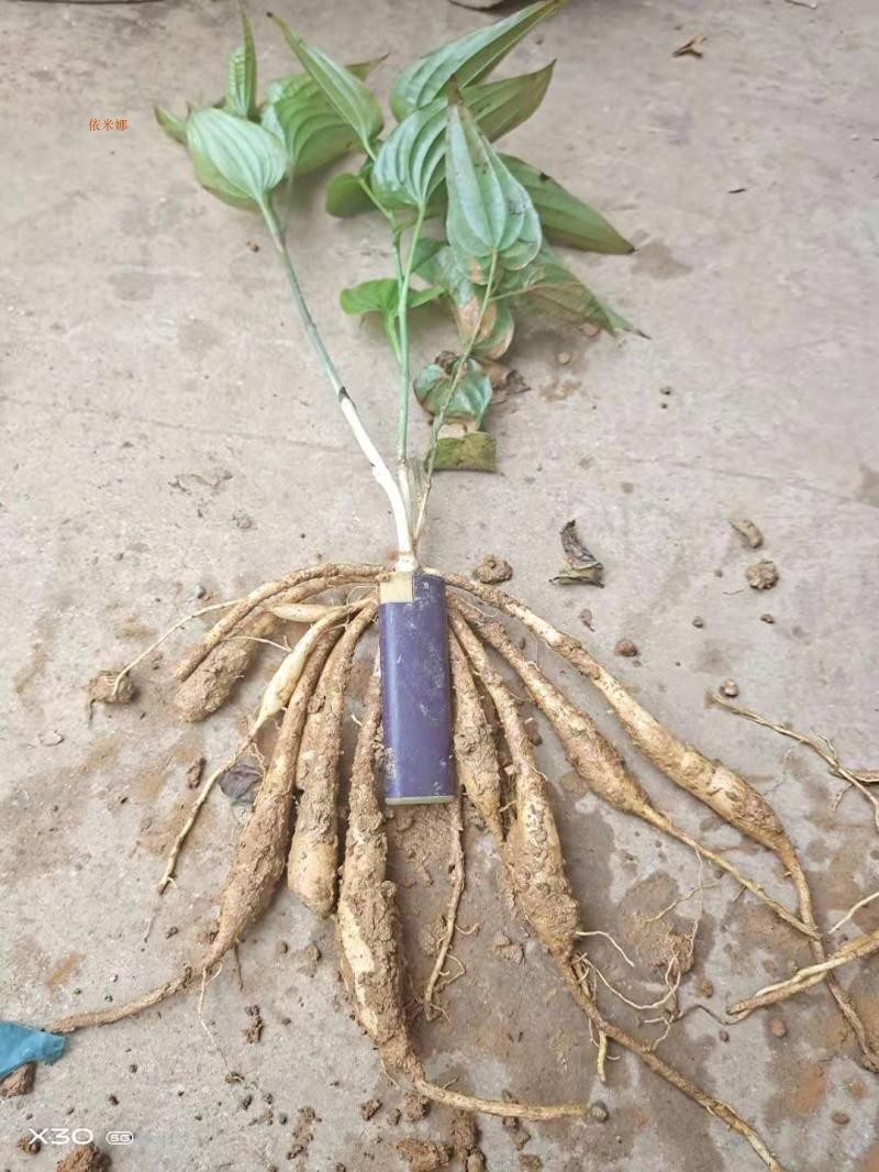 百部大苗价格是1颗价格100颗起