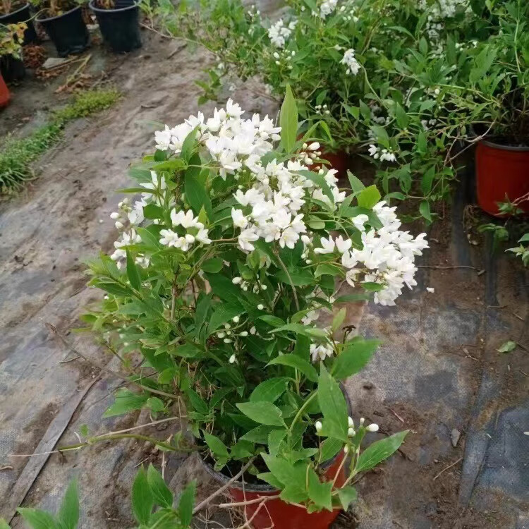 姒桀夏樱花溲疏粉花粉色雪樱花盆栽花卉地栽花灌木阳台室内盆栽庭院