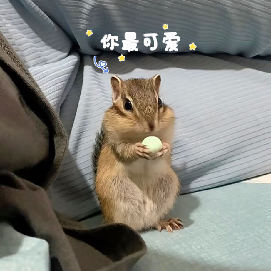 活体金宠物花栗鼠网红长毛带笼外出全套超萌便宜可爱学生版 金花松鼠