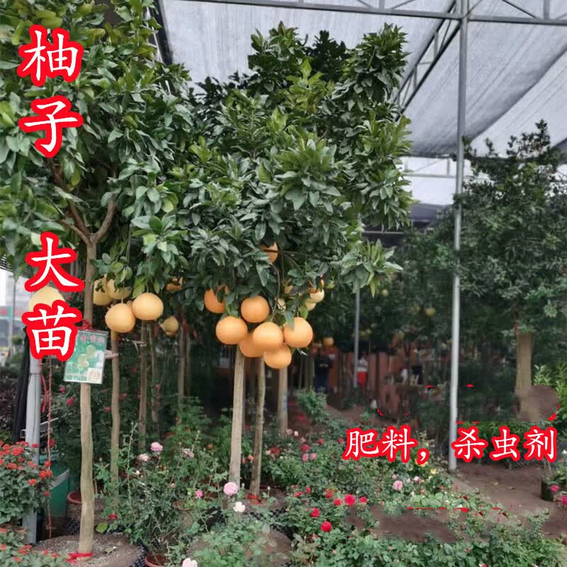 七抒柚子树大树苗特大三红红心蜜柚盆栽地栽南方北方庭院种植当年结果