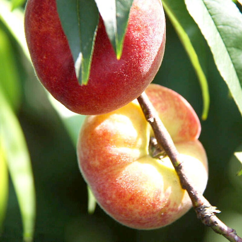 花询红蟠桃树苗美国红蟠桃苗嫁接新品种特大毛蟠桃树果苗桃树嫁接果苗