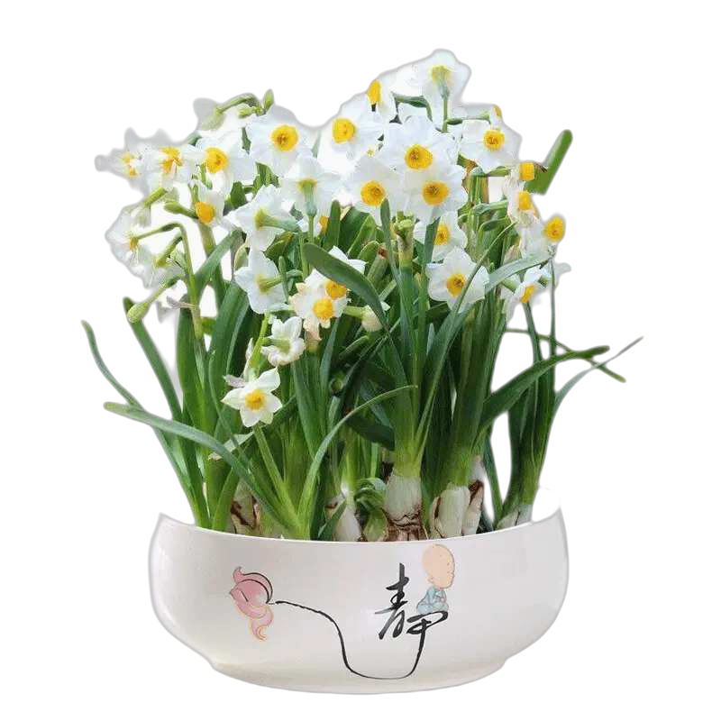 正宗漳州水仙花种球阳台盆栽土培水养水仙大球室内外冬季耐寒花卉 水仙种球【5个】+营养液+陶瓷盆