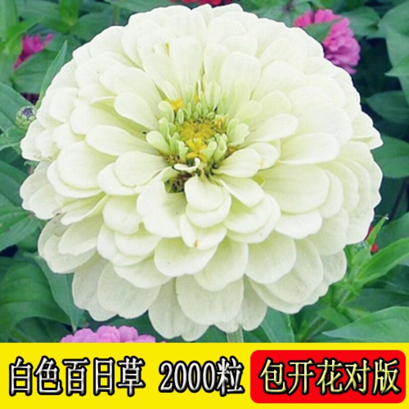 四季易种庭院种子室外阳台百日菊花籽子易活开花 白色百日草2000粒