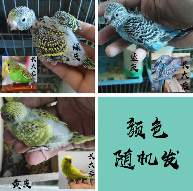 采缇鹦鹉雏鸟手养活体小型牡丹观赏宠物鹦鹉幼崽玄风鹦鹉亲人上手宠物