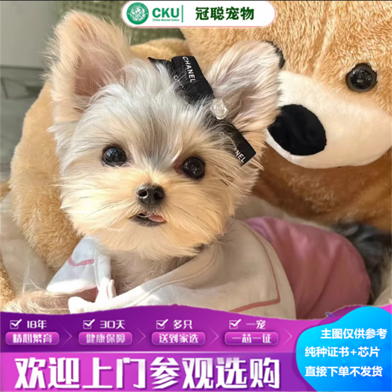 冠聪约克夏梗犬活体宠物狗狗长毛立耳约克夏小体犬白头银背约克夏犬活