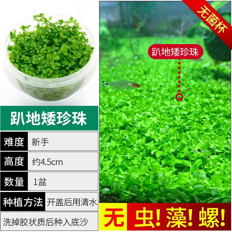 爬地矮珍珠無菌杯趴地迷你小坨水草植物魚缸造景淡水水培增氧真草 爬地矮珍珠【無藻無螺無菌杯】