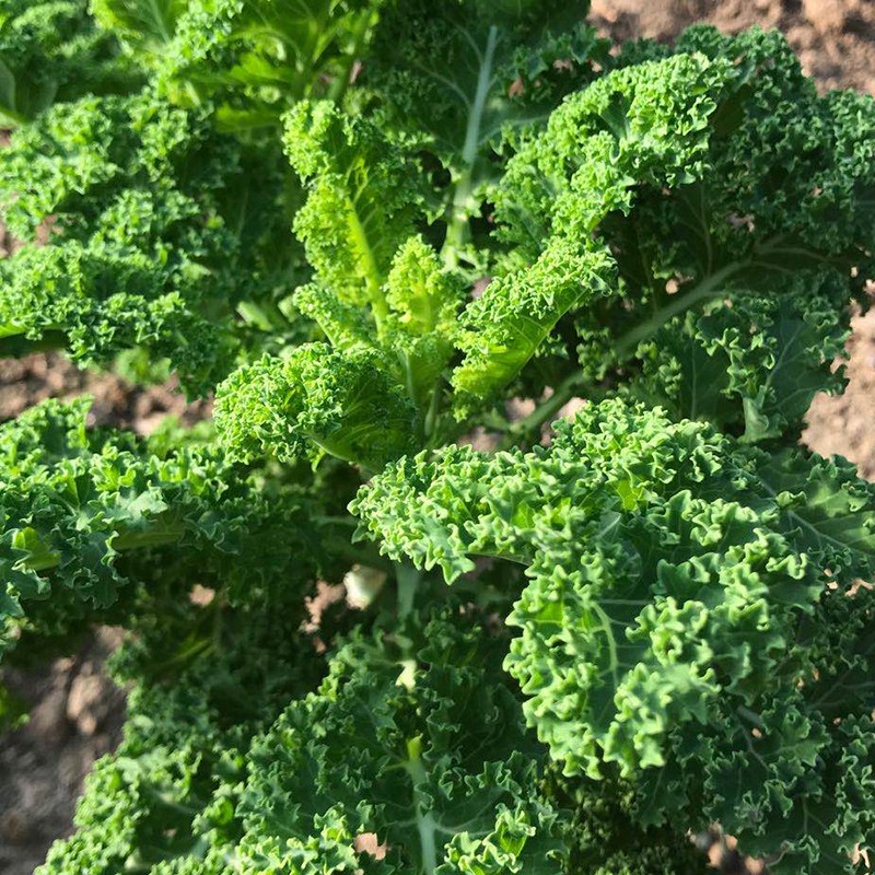 绿源禾心有机羽衣甘蓝  新鲜蔬菜食用叶杜丹绿叶花包菜沙拉菜健康轻食