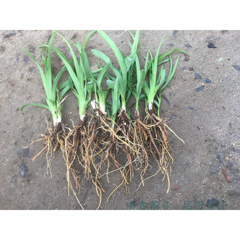 花姬黄花菜种苗 黄花菜根苗多年生种植 金针菜苗根黄花菜种根 1年苗