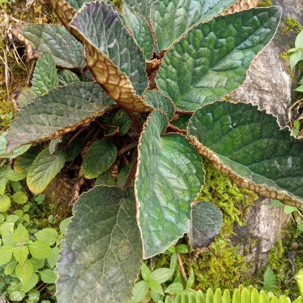 北京同仁堂原料广西野生新鲜石上莲苗大叶石上莲草药苗软肝草肺清软肝